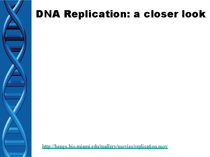 DNA Replication: a closer look http: //henge. bio. miami. edu/mallery/movies/replication. mov 