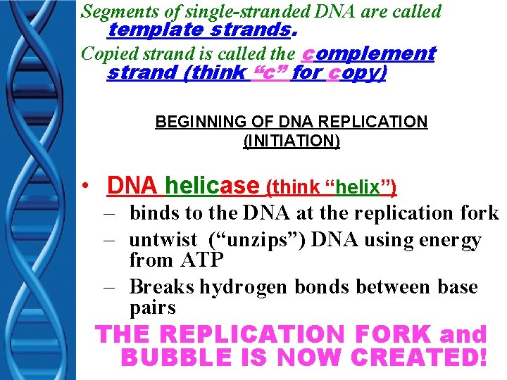 Segments of single-stranded DNA are called template strands. Copied strand is called the complement