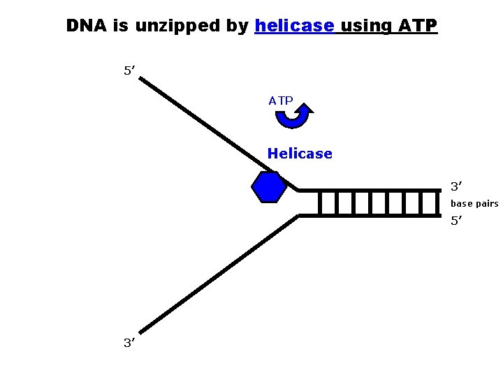 DNA is unzipped by helicase using ATP 5’ ATP Helicase 3’ base pairs 5’