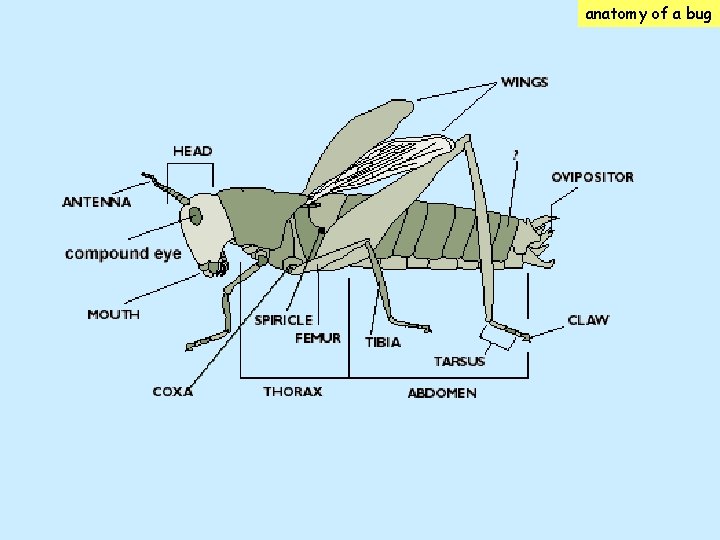 anatomy of a bug anatomy of a bug