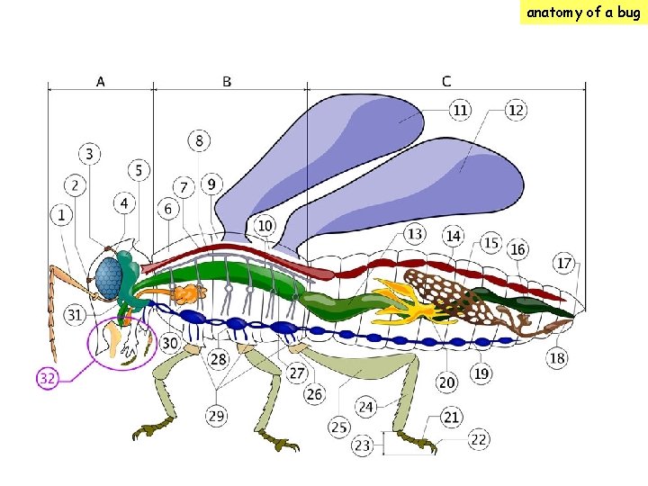 anatomy of a bug 