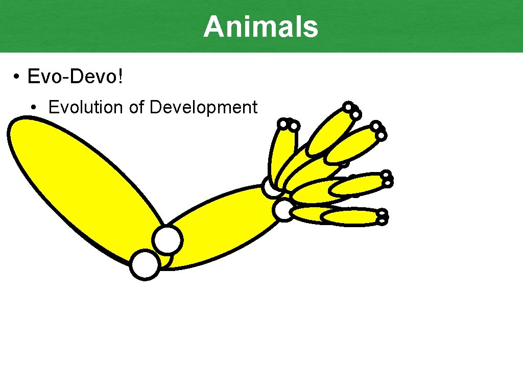 Animals • Evo-Devo! • Evolution of Development 