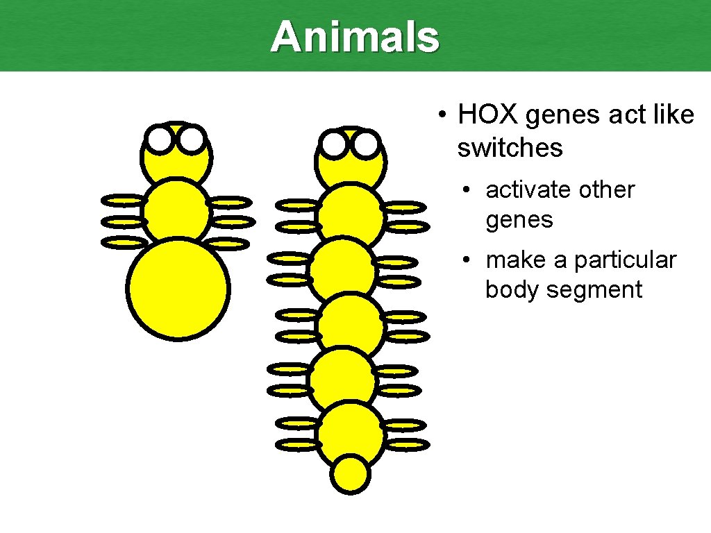 Animals • HOX genes act like switches • activate other genes • make a