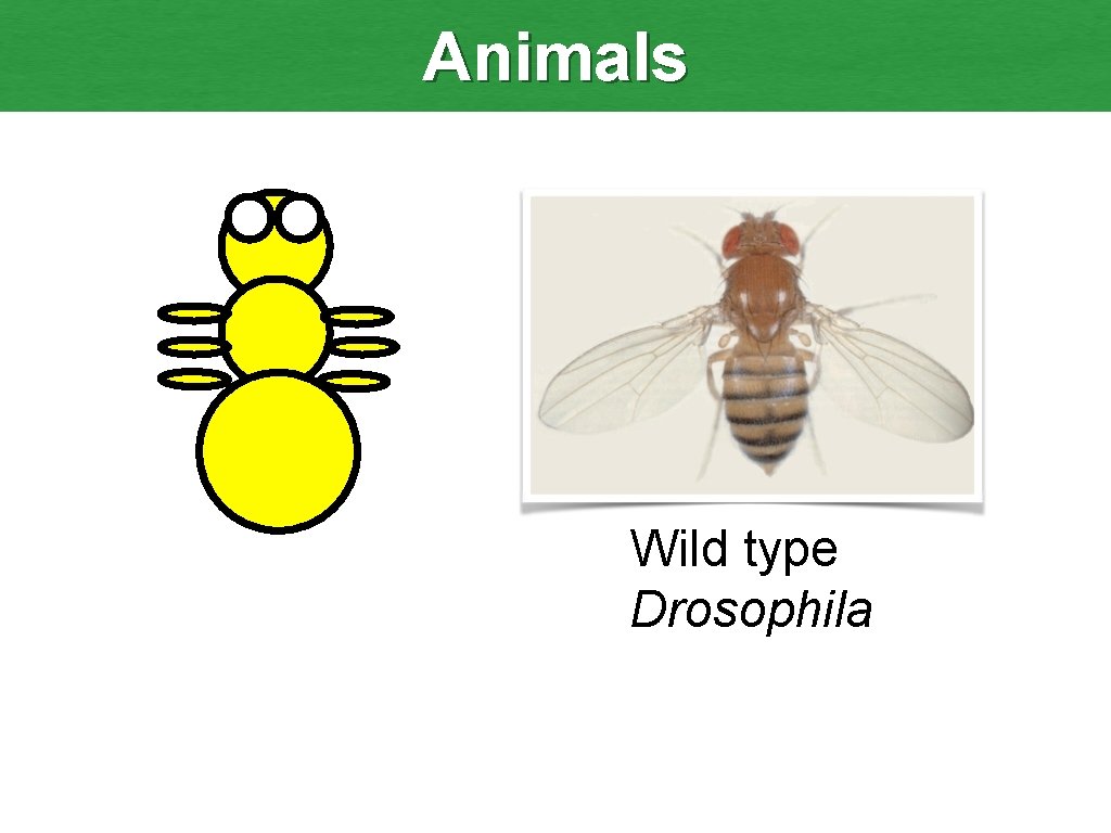 Animals Wild type Drosophila 