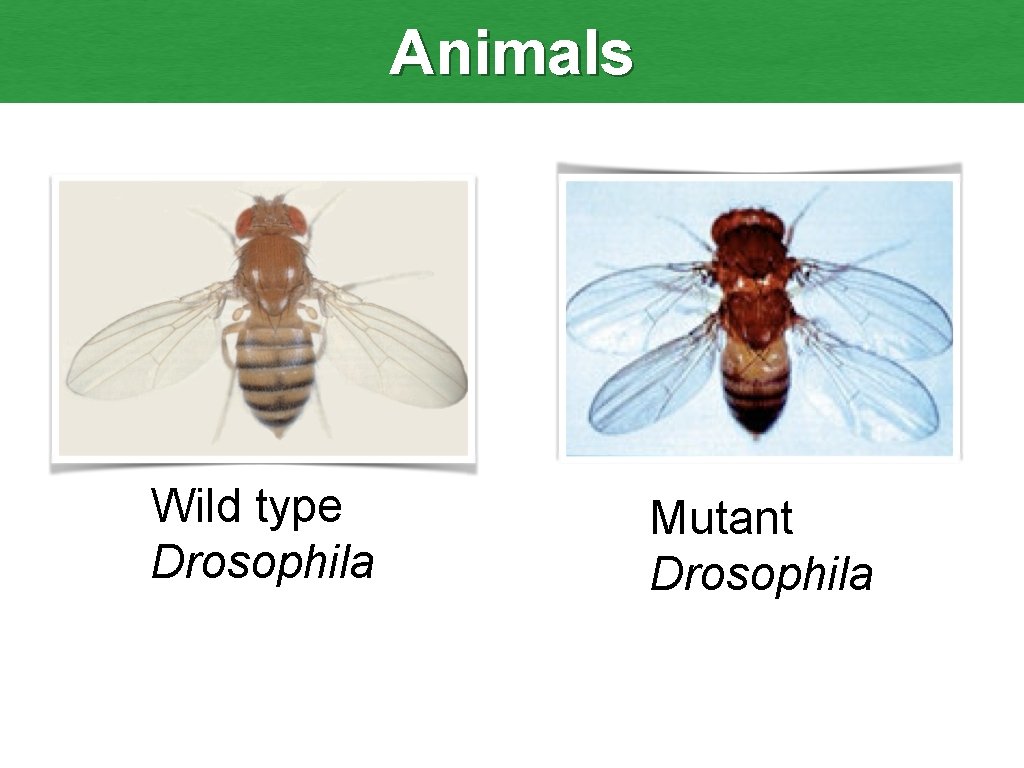 Animals Wild type Drosophila Mutant Drosophila 