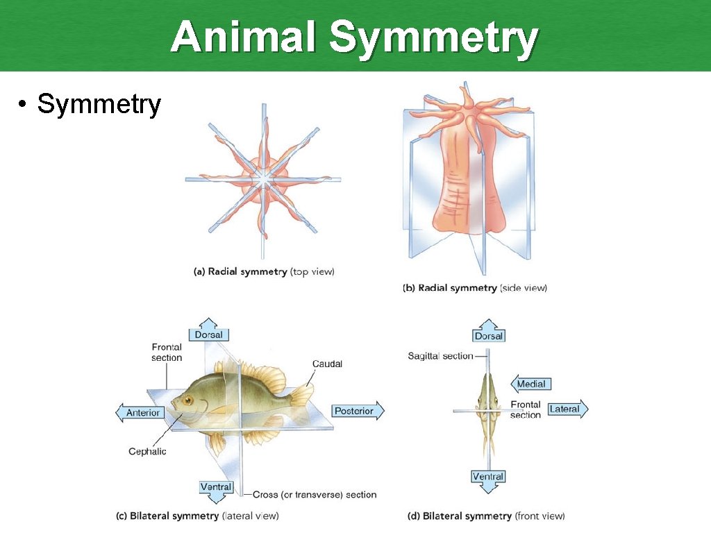 Animal Symmetry • Symmetry 