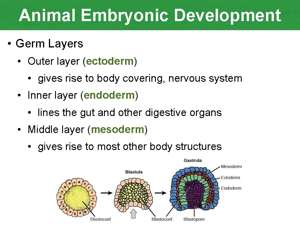 Animal Embryonic Development • Germ Layers • Outer layer (ectoderm) • gives rise to