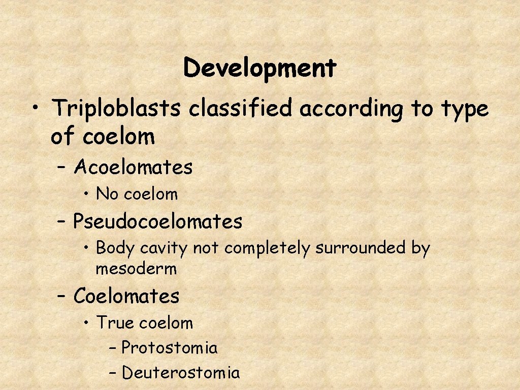 Development • Triploblasts classified according to type of coelom – Acoelomates • No coelom
