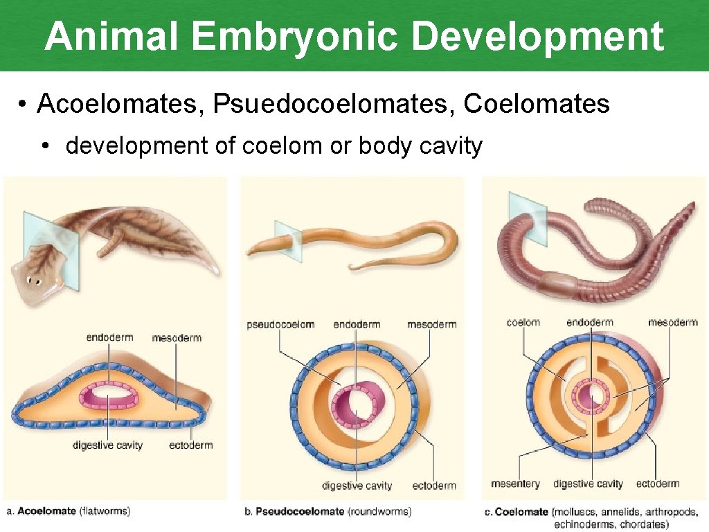 Animal Embryonic Development • Acoelomates, Psuedocoelomates, Coelomates • development of coelom or body cavity