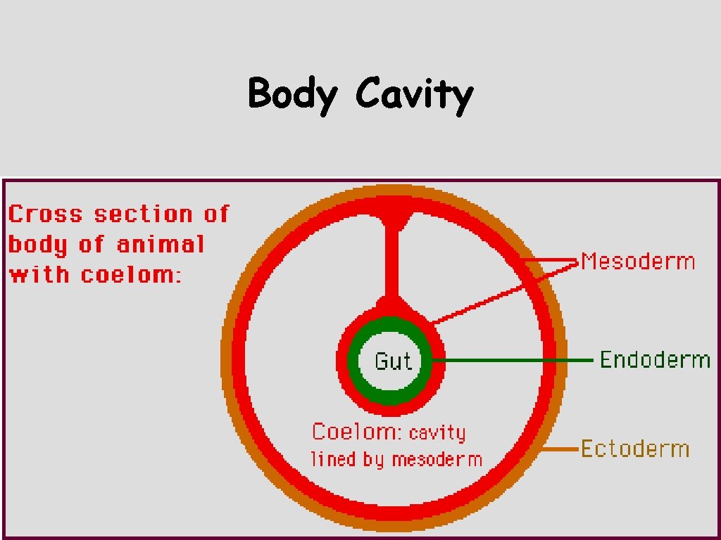Body Cavity 