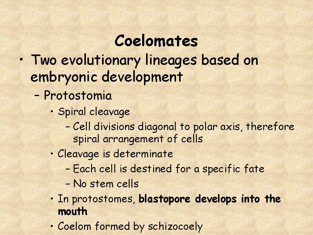 Coelomates • Two evolutionary lineages based on embryonic development – Protostomia • Spiral cleavage