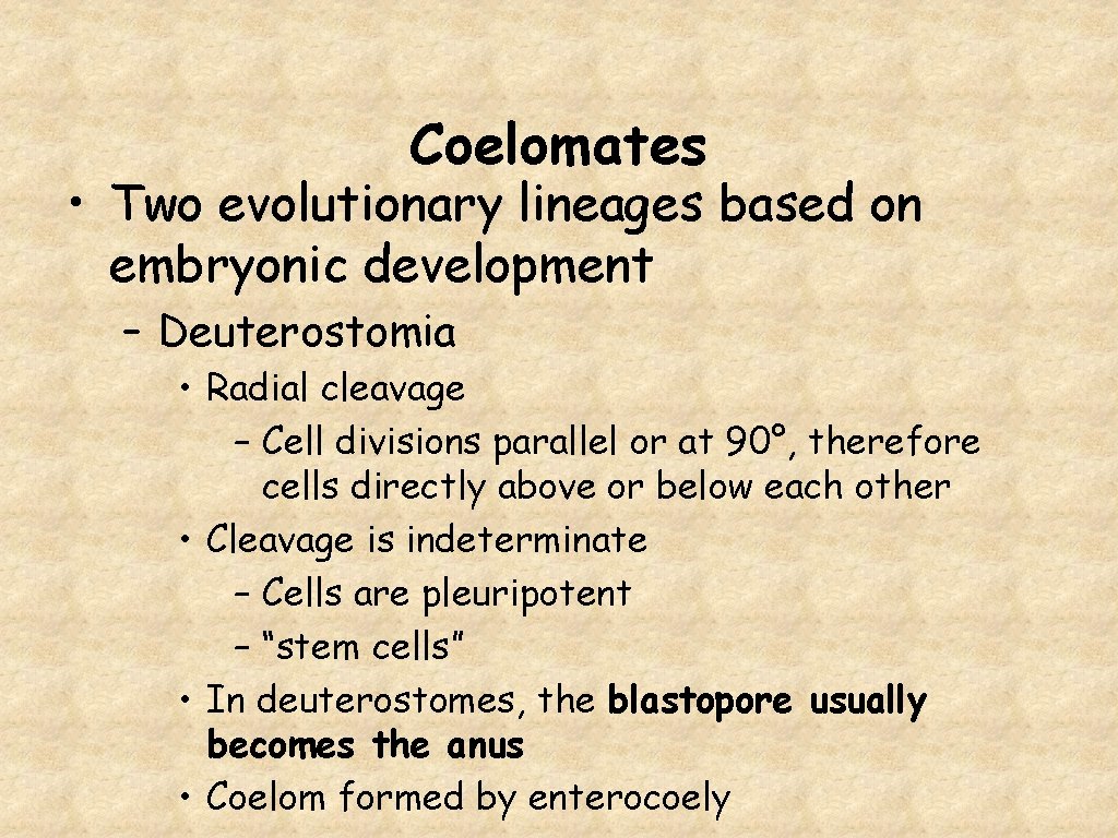 Coelomates • Two evolutionary lineages based on embryonic development – Deuterostomia • Radial cleavage