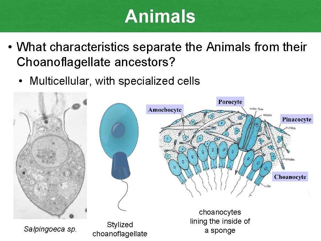 Animals • What characteristics separate the Animals from their Choanoflagellate ancestors? • Multicellular, with