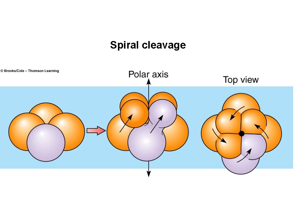 Spiral cleavage 