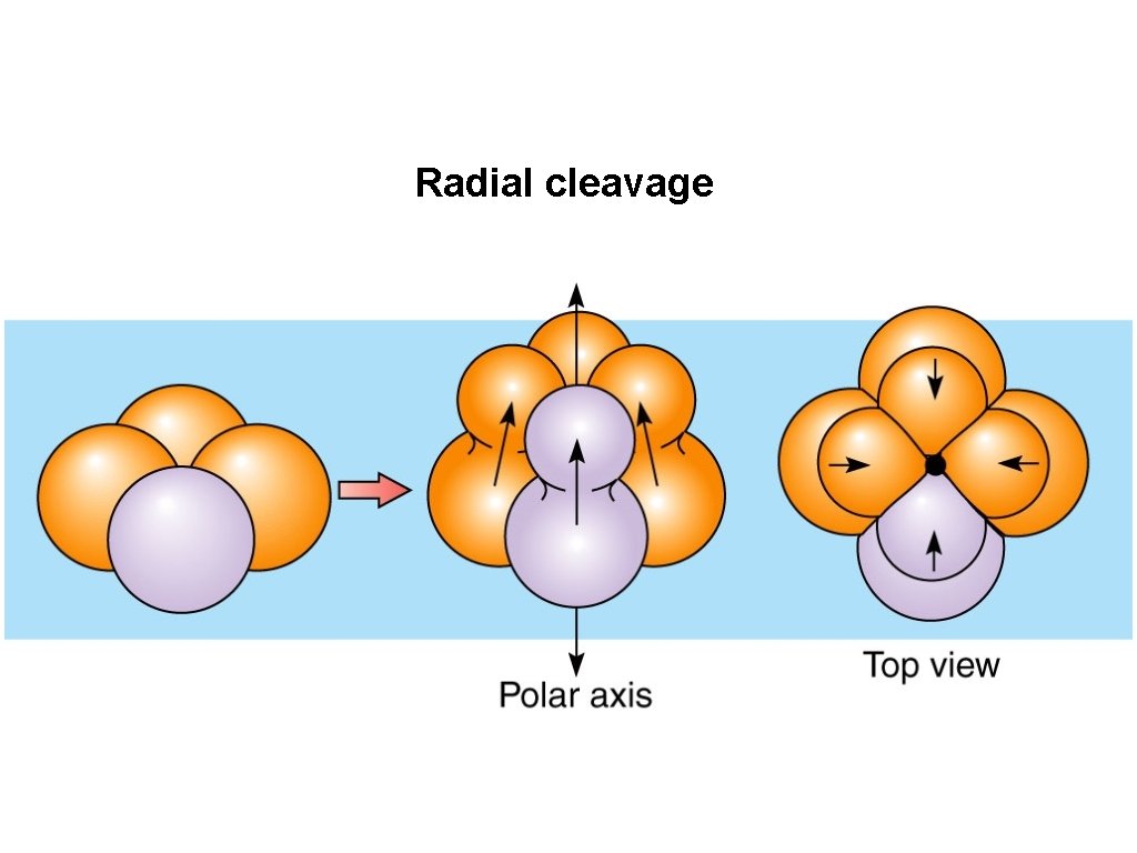 Radial cleavage 