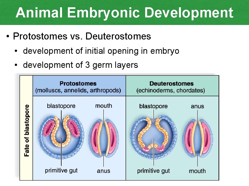 Animal Embryonic Development • Protostomes vs. Deuterostomes • development of initial opening in embryo