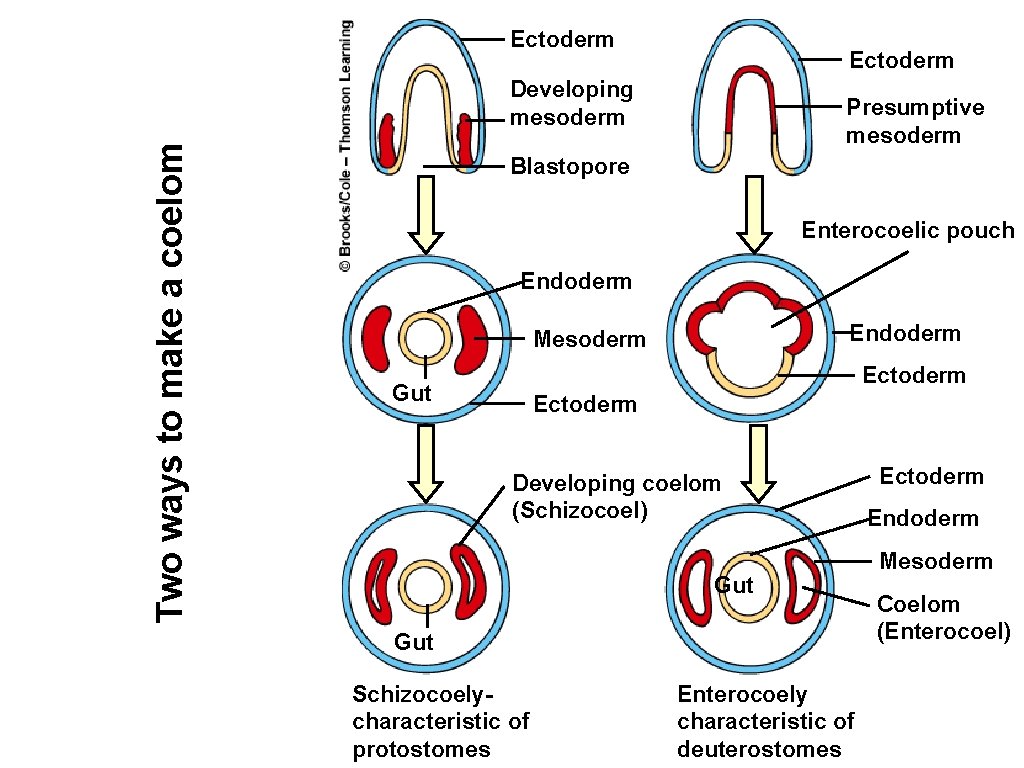 Ectoderm Two ways to make a coelom Developing mesoderm Presumptive mesoderm Blastopore Enterocoelic pouch