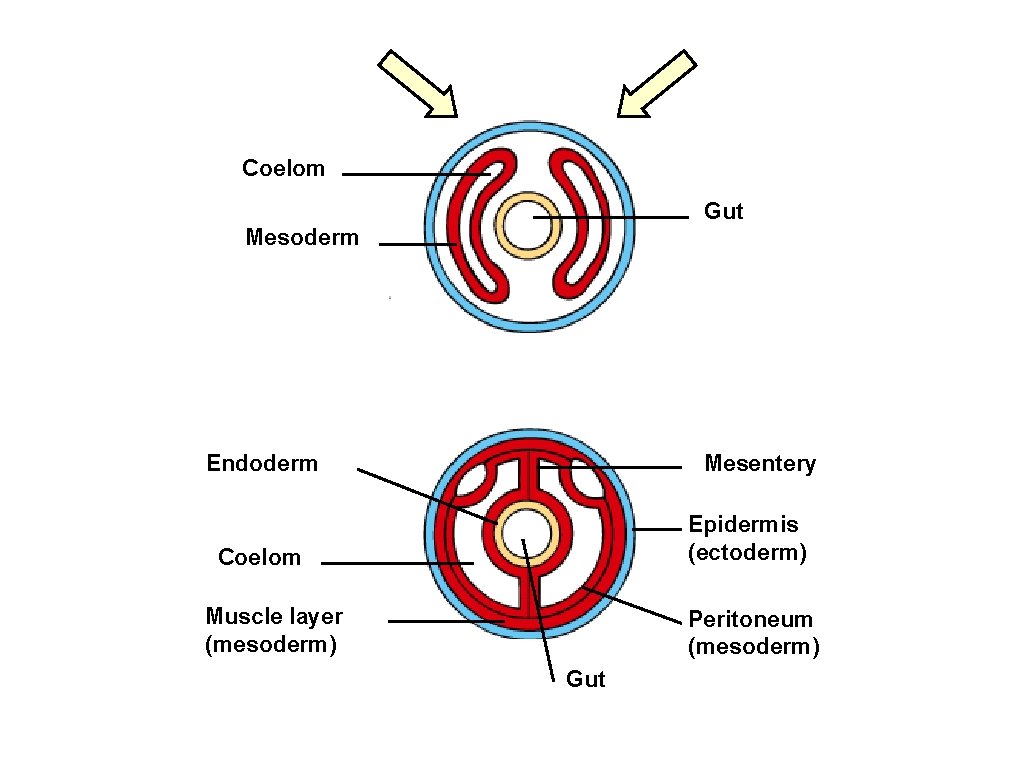 Coelom Gut Mesoderm Endoderm Mesentery Epidermis (ectoderm) Coelom Muscle layer (mesoderm) Peritoneum (mesoderm) Gut