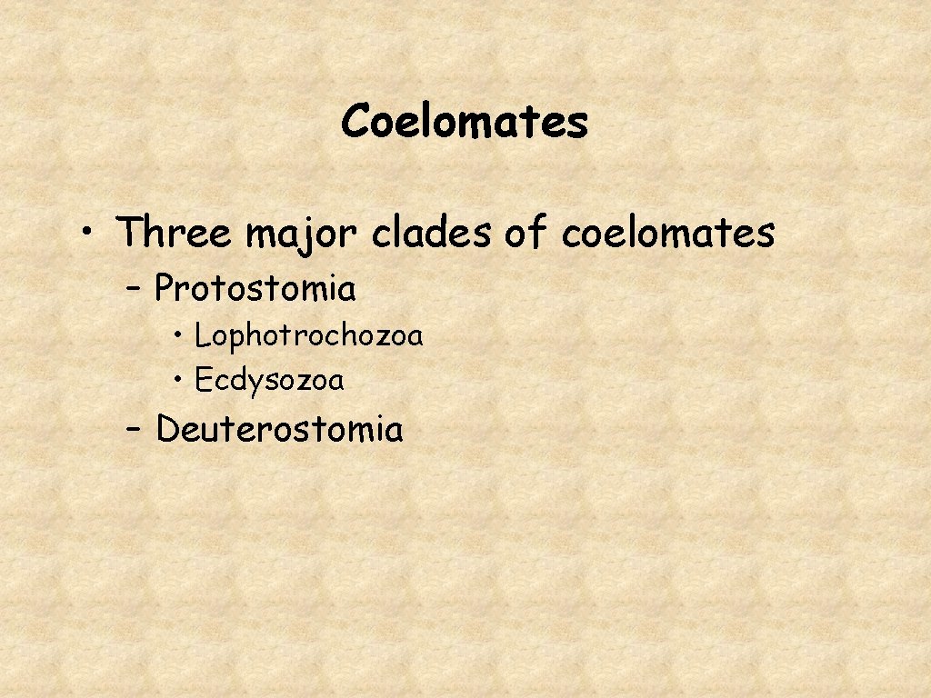 Coelomates • Three major clades of coelomates – Protostomia • Lophotrochozoa • Ecdysozoa –