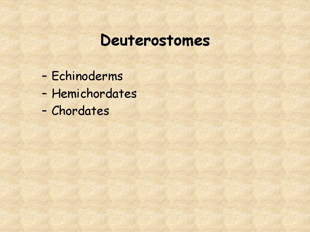 Deuterostomes – Echinoderms – Hemichordates – Chordates 