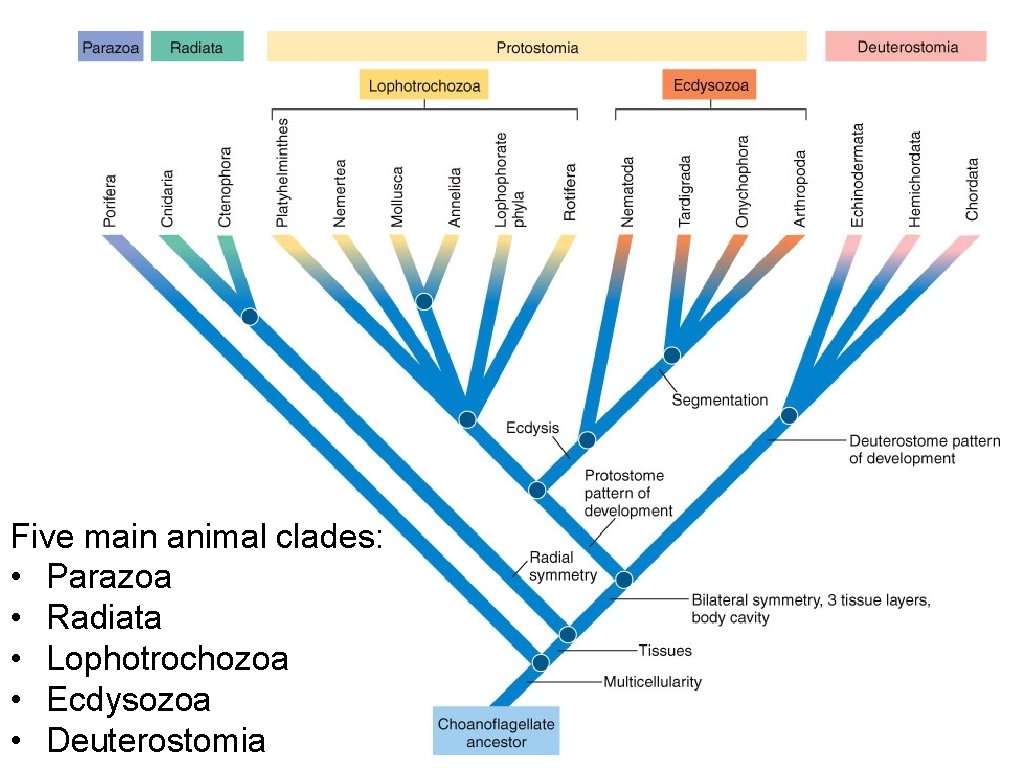 Five main animal clades: • Parazoa • Radiata • Lophotrochozoa • Ecdysozoa • Deuterostomia