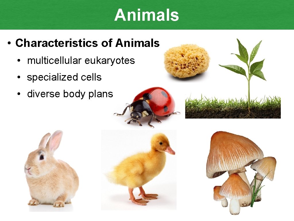 Animals • Characteristics of Animals • multicellular eukaryotes • specialized cells • diverse body