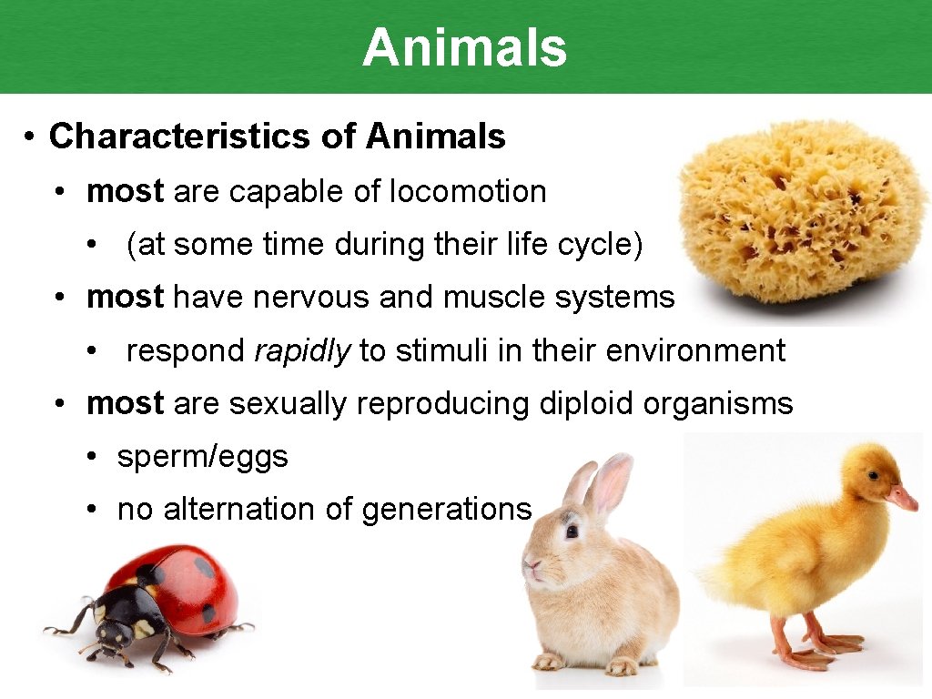 Animals • Characteristics of Animals • most are capable of locomotion • (at some