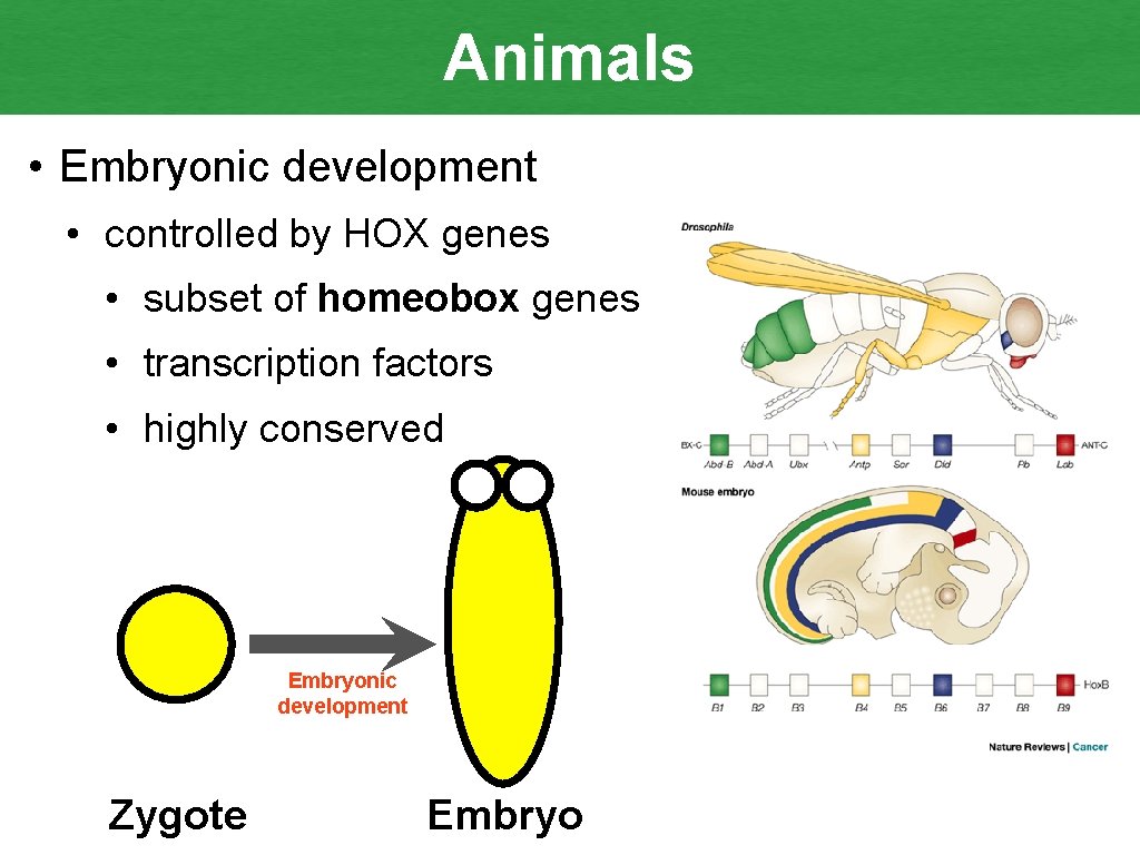 Animals • Embryonic development • controlled by HOX genes • subset of homeobox genes