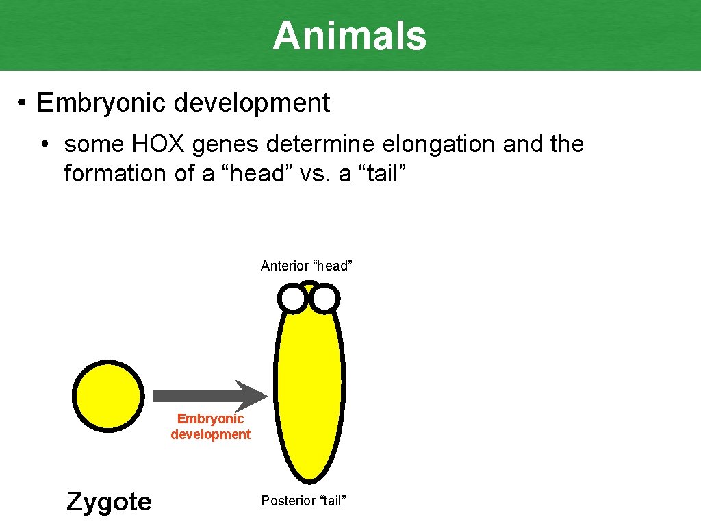 Animals • Embryonic development • some HOX genes determine elongation and the formation of