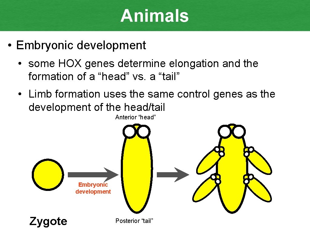 Animals • Embryonic development • some HOX genes determine elongation and the formation of
