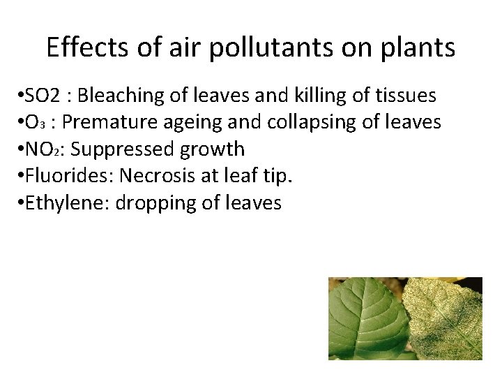 Effects of air pollutants on plants • SO 2 : Bleaching of leaves and