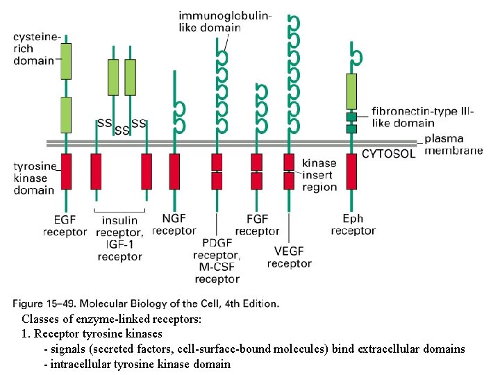 Classes of enzyme-linked receptors: 1. Receptor tyrosine kinases - signals (secreted factors, cell-surface-bound molecules)