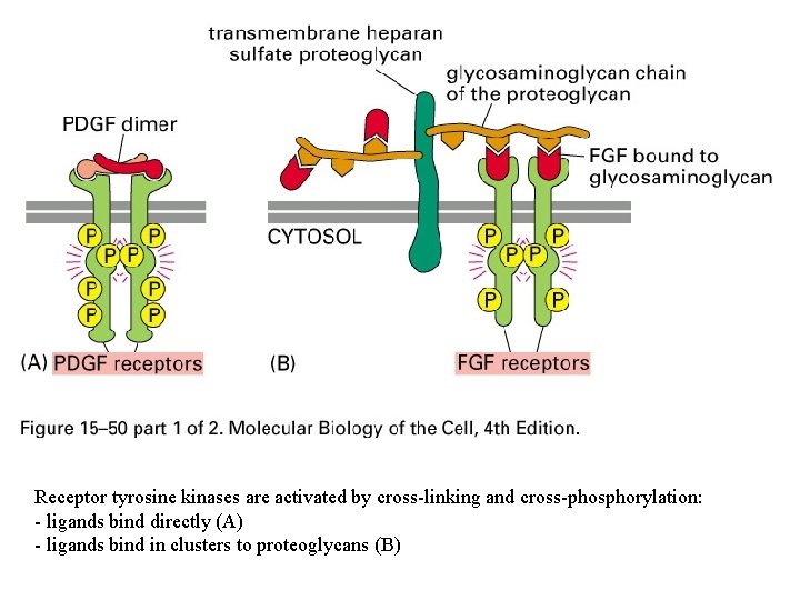 Receptor tyrosine kinases are activated by cross-linking and cross-phosphorylation: - ligands bind directly (A)