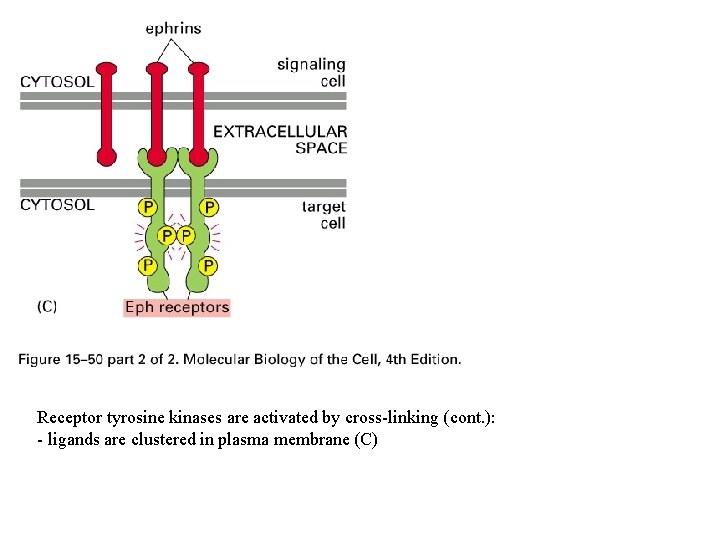 Receptor tyrosine kinases are activated by cross-linking (cont. ): - ligands are clustered in