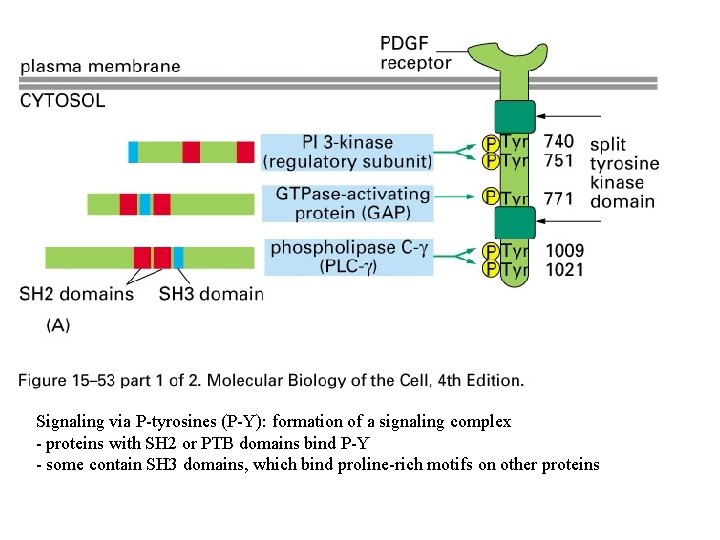 Signaling via P-tyrosines (P-Y): formation of a signaling complex - proteins with SH 2
