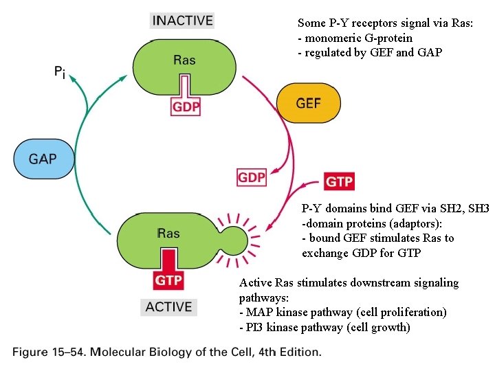 Some P-Y receptors signal via Ras: - monomeric G-protein - regulated by GEF and