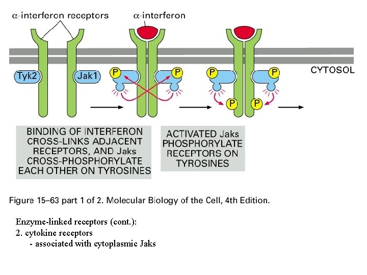 Enzyme-linked receptors (cont. ): 2. cytokine receptors - associated with cytoplasmic Jaks 