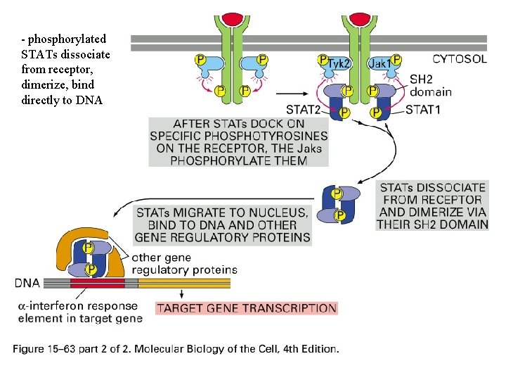 - phosphorylated STATs dissociate from receptor, dimerize, bind directly to DNA 