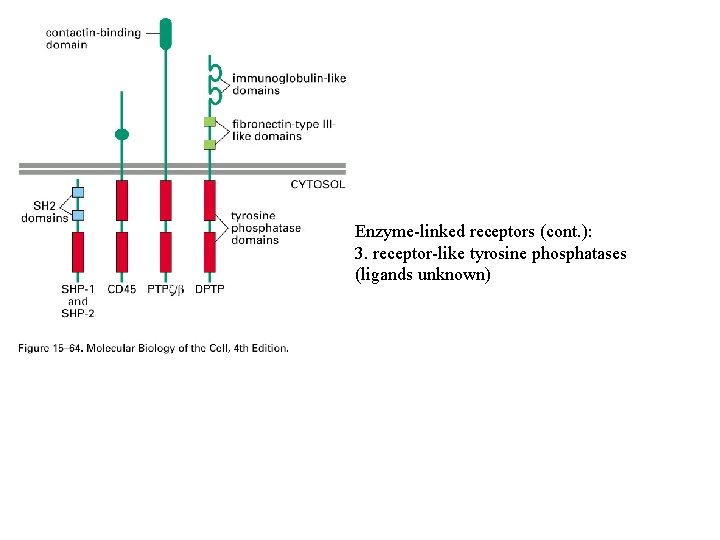 Enzyme-linked receptors (cont. ): 3. receptor-like tyrosine phosphatases (ligands unknown) 
