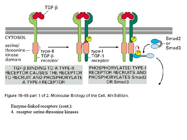 Enzyme-linked receptors (cont. ): 4. receptor serine-threonine kinases 