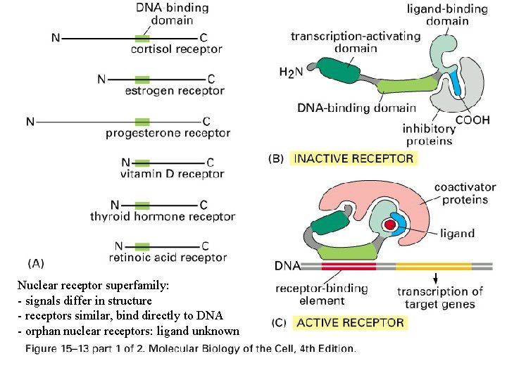 Nuclear receptor superfamily: - signals differ in structure - receptors similar, bind directly to