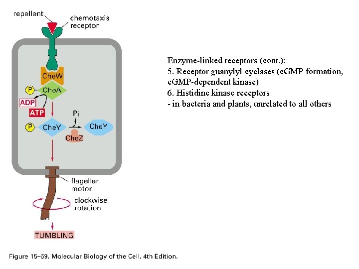 Enzyme-linked receptors (cont. ): 5. Receptor guanylyl cyclases (c. GMP formation, c. GMP-dependent kinase)
