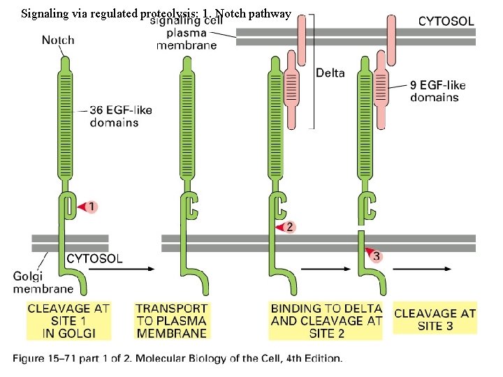 Signaling via regulated proteolysis: 1. Notch pathway 