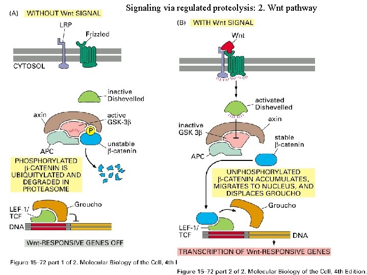 Signaling via regulated proteolysis: 2. Wnt pathway 