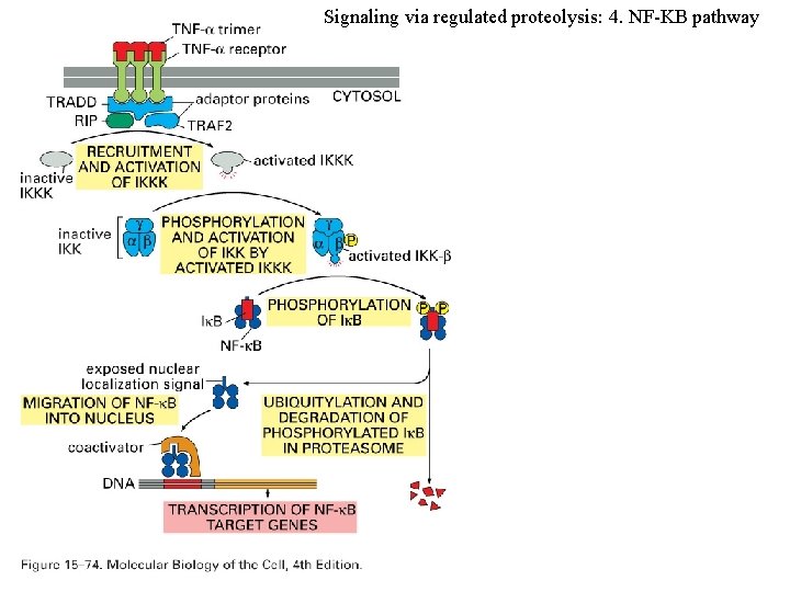 Signaling via regulated proteolysis: 4. NF-KB pathway 