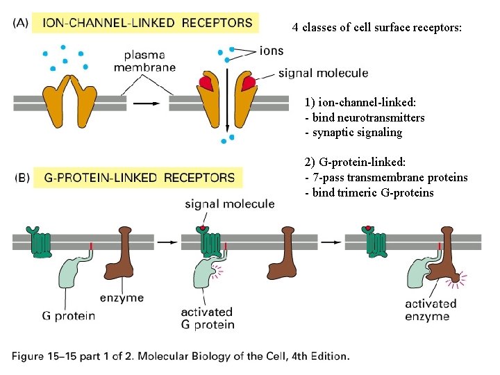 4 classes of cell surface receptors: 1) ion-channel-linked: - bind neurotransmitters - synaptic signaling