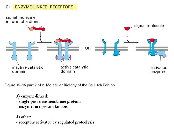 3) enzyme-linked: - single-pass transmembrane proteins - enzymes are protein kinases 4) other: -