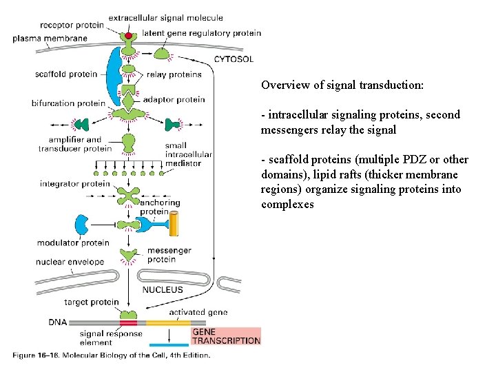 Overview of signal transduction: - intracellular signaling proteins, second messengers relay the signal -