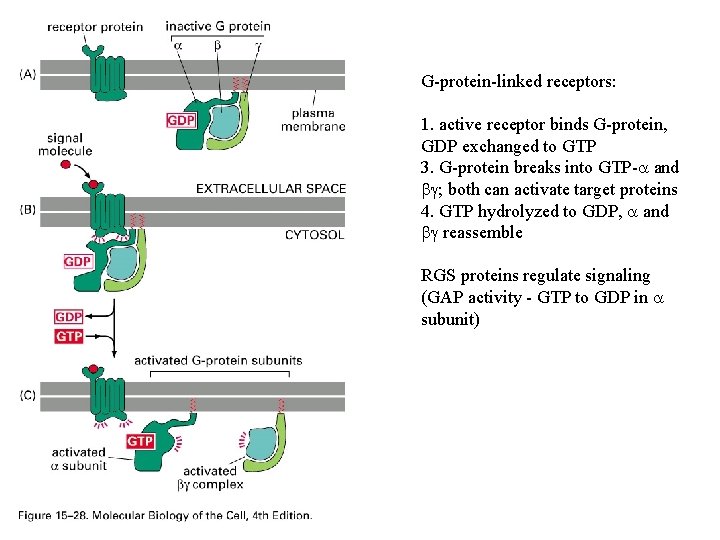 G-protein-linked receptors: 1. active receptor binds G-protein, GDP exchanged to GTP 3. G-protein breaks