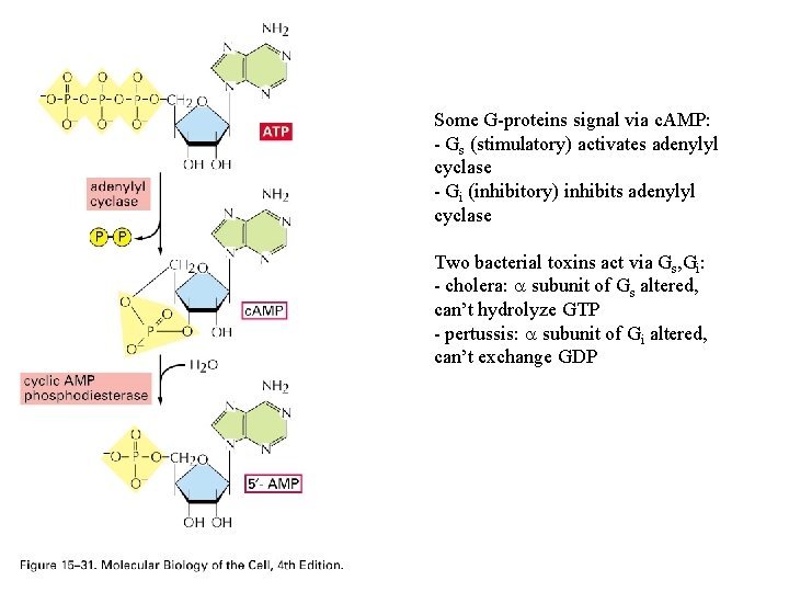 Some G-proteins signal via c. AMP: - Gs (stimulatory) activates adenylyl cyclase - Gi